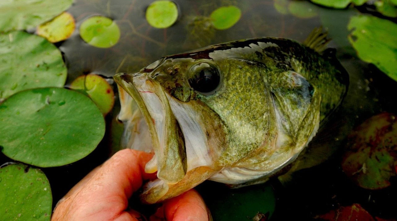Grass Fishing