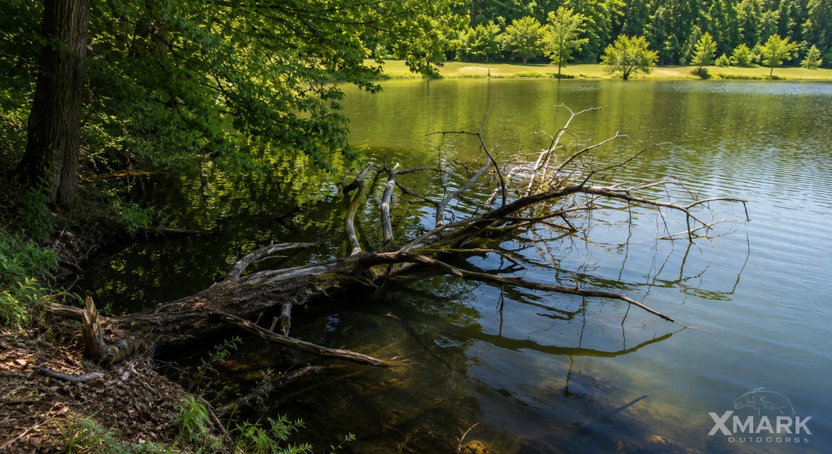 Pond Fishing