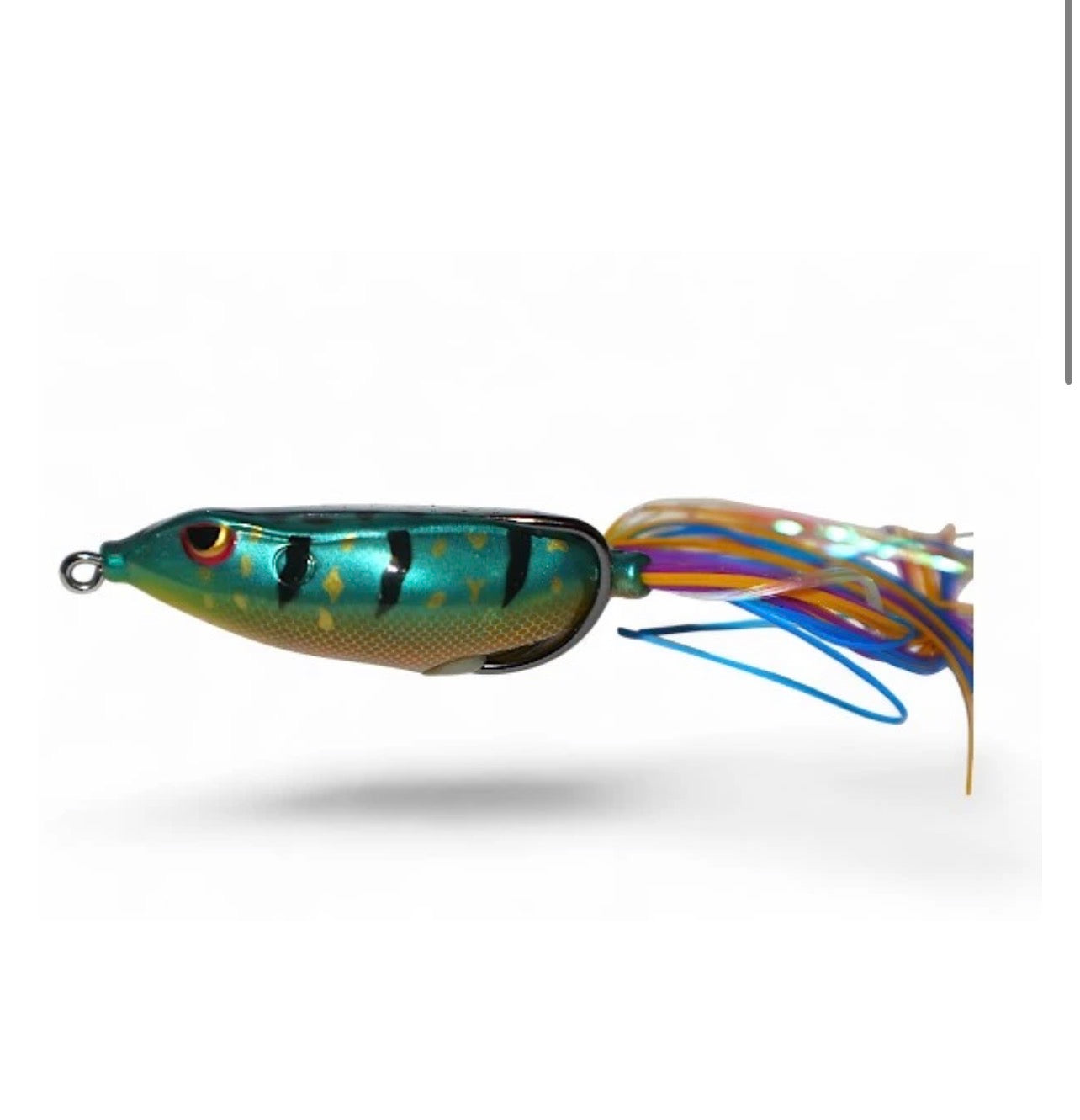 Gambler Walking Frog Sunfish