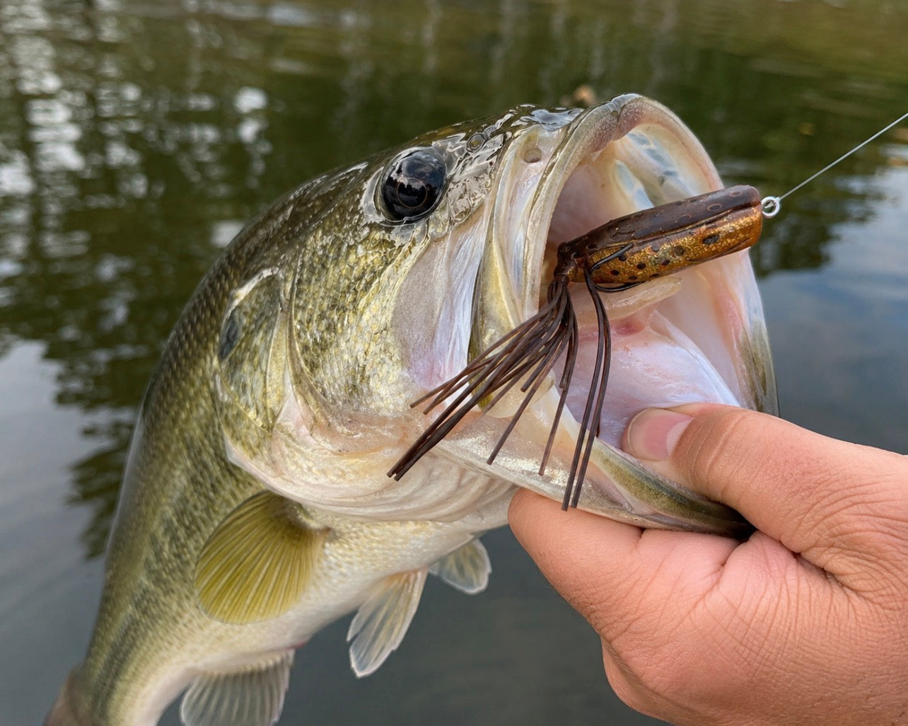 Gambler Popping Frog – Topwater Bass Frog