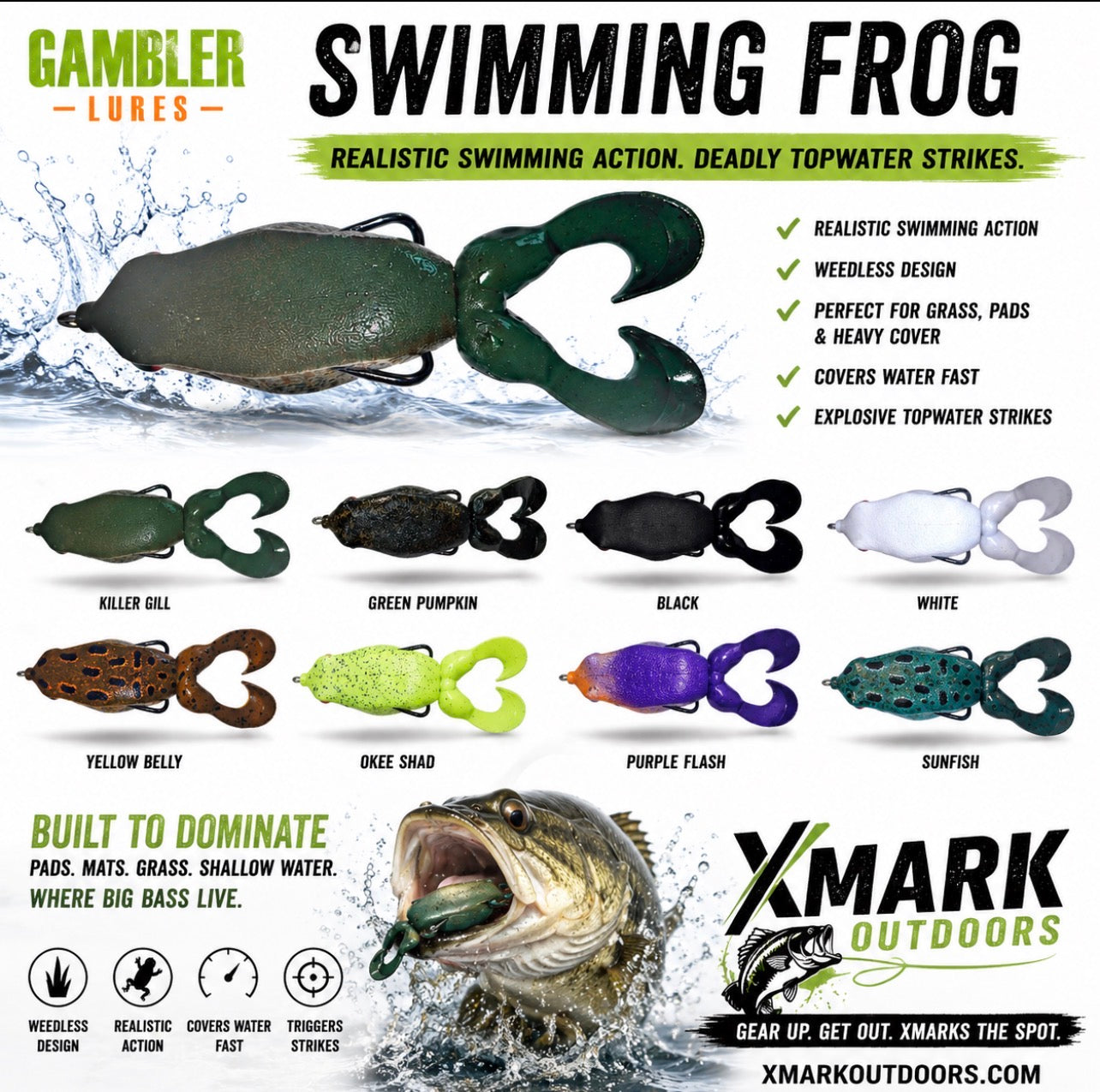 Gambler Swimming Frog