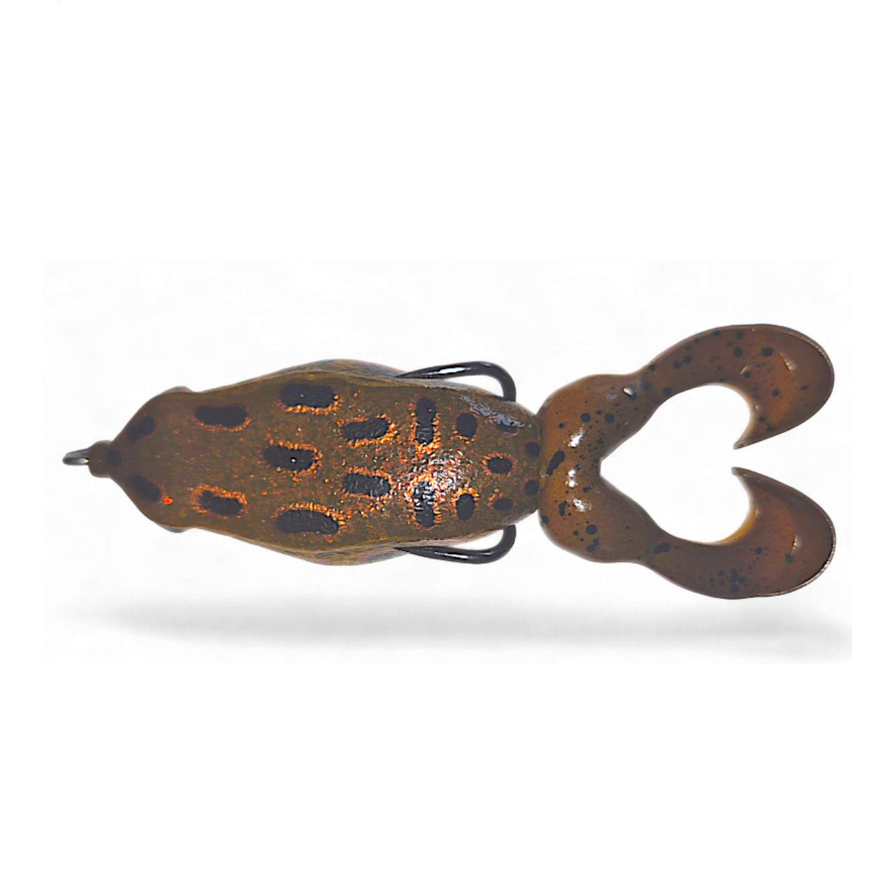 Gambler Swimming Frog