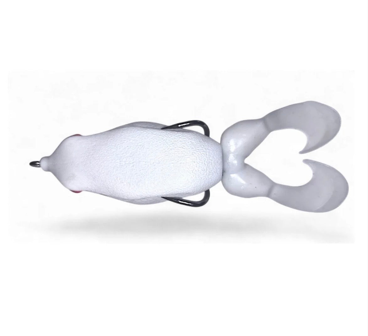 Gambler Swimming Frog