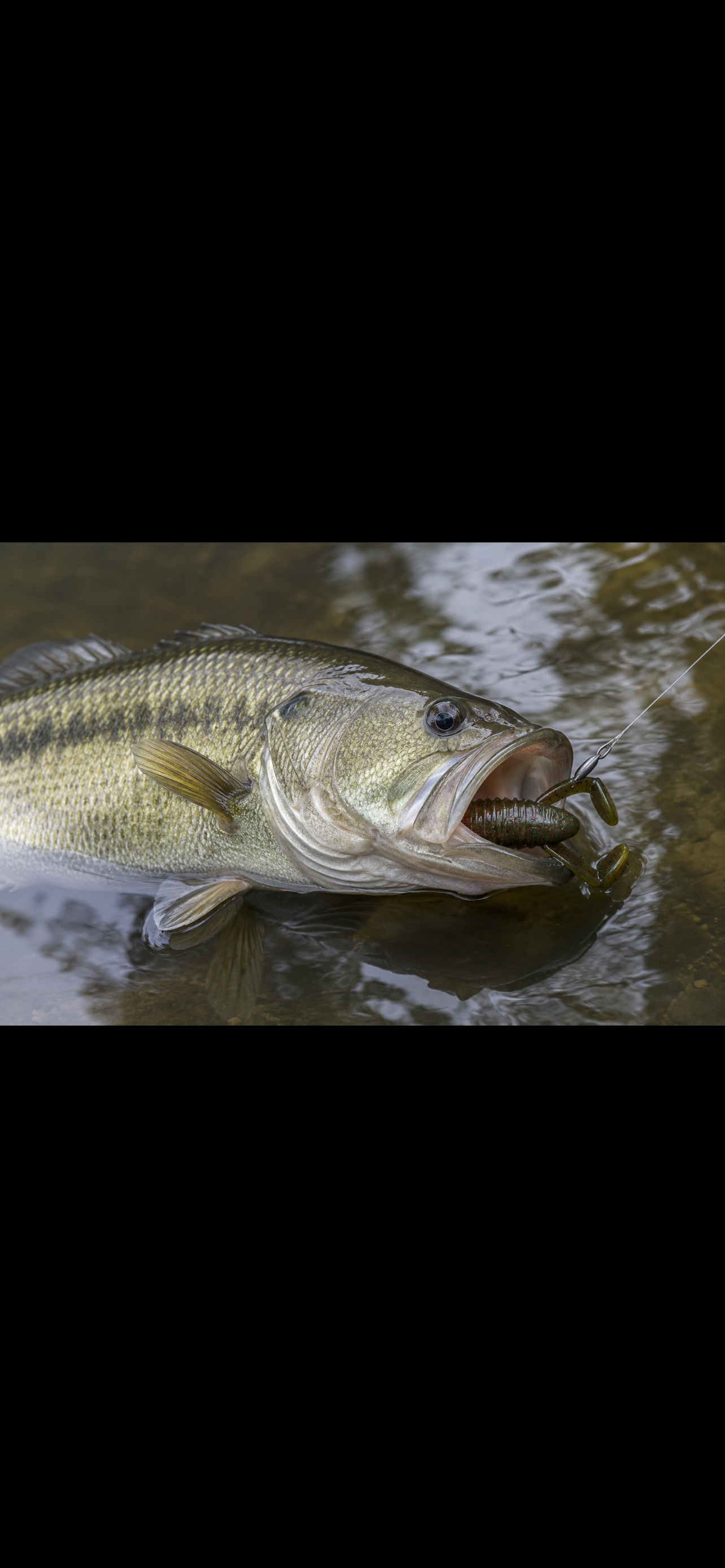 Gambler Cane Toad 4 inch - 5ct