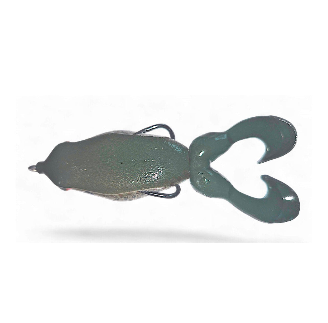 Gambler Swimming Frog